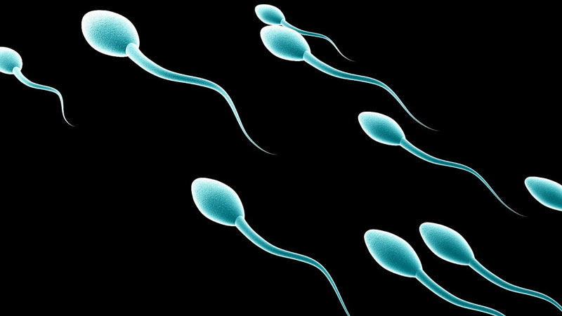 افزایش کیفیت اسپرم مردان